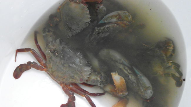 Mud crabs caught from st john island