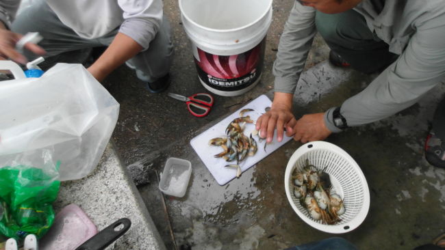 Cleaning the mud crabs caught on Saint John Island
