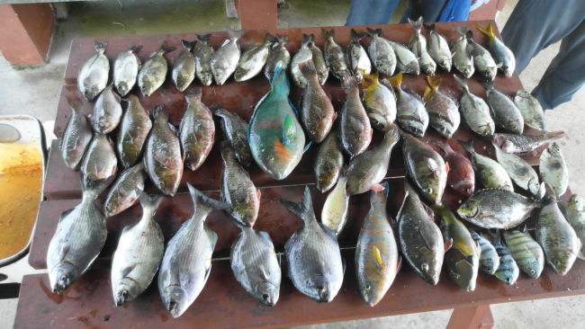Read more about the article Kusu Island Fishing Frenzy of the Year