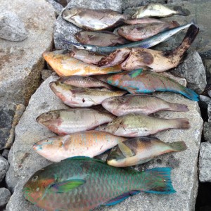 Read more about the article Kusu Island Fishing Singapore 01/10/2014
